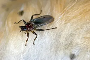 Louse: Louse Fly