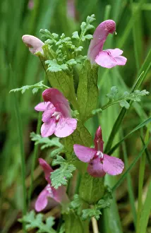 Lousewort: Lousewort
