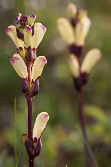 Parasitism: Lousewort