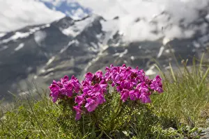 Hohe: Lousewort - flowering - Hohe Tauern National Park
