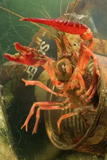 Visible: Lousiana Crayfish - emerging from old drum underwater