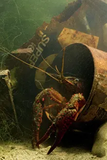 Crayfishes: Lousiana Crayfish - in old drum underwater