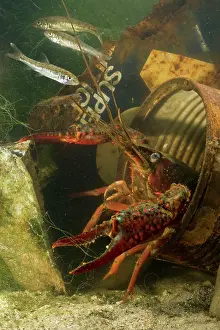 Crayfishes: Lousiana Crayfish - in old drum underwater - with