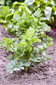 Private: Lovage (Levisticum officinale) in a garden in summer