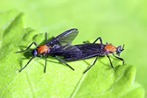 Honeymoon: Love Bugs