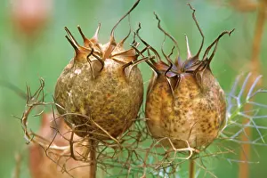 Damascena: Love-in-a-mist
