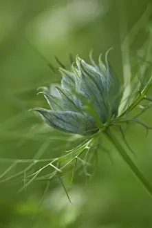 Damascena: Love-in-a-mist