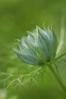 Damascena: Love-in-a-mist