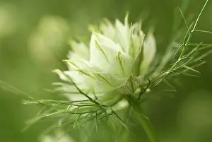 Damascena: Love-in-a-mist
