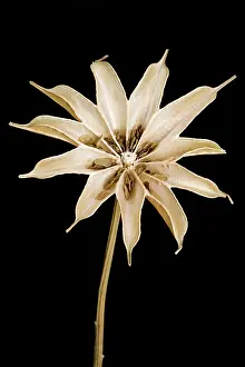 Nigella: Love-in-a-mist