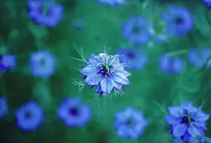 Damascena: Love-in-a-mist