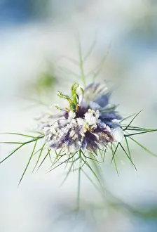 Damascena: Love-in-a-mist