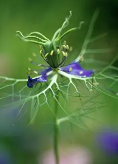 Damascena: Love-in-a-mist