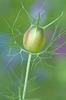 Damascena: Love-in-a-mist