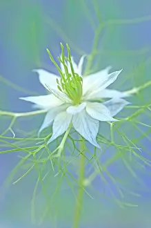 Damascena: Love-in-a-mist