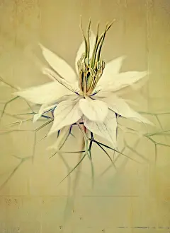 Damascena: Love-in-a-mist