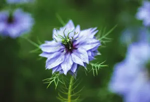Damascena: Love-in-a-mist