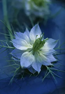 Damascena: Love-in-a-mist