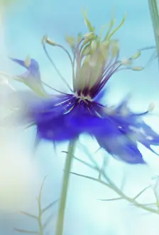 Damascena: Love-in-a-mist