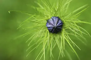 Damascena: Love-in-a-mist