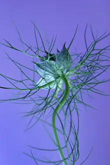 Damascena: Love-in-a-mist