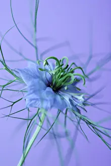Damascena: Love-in-a-mist