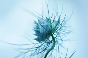 Damascena: Love-in-a-mist