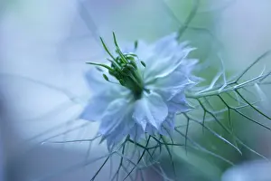 Damascena: Love-in-a-mist
