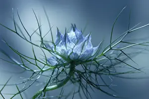 Damascena: Love-in-a-mist