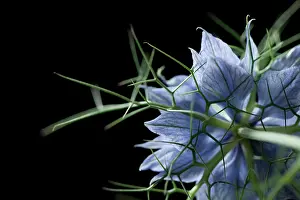 Damascena: Love-in-a-mist