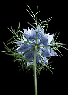 Damascena: Love-in-a-mist