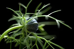 Damascena: Love-in-a-mist