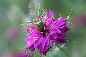 Damascena: Love-in-a-mist