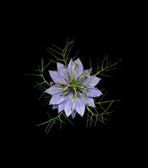 Exquisite: Love-in-a-mist