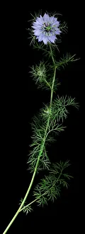 Damascena: Love-in-a-mist