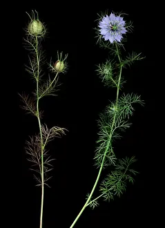 Damascena: Love-in-a-mist
