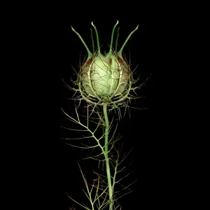 Damascena: Love-in-a-mist