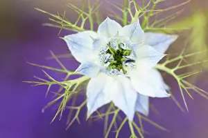 Damascena: Love-in-a-mist