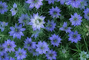 Damascena: Love-in-a-mist