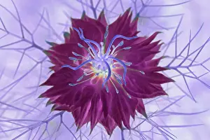 Unexplained: Love-in-a-mist