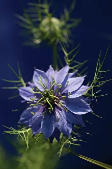 Damascena: Love-in-a-mist