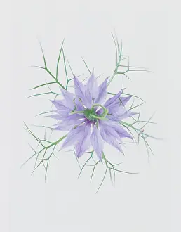 Damascena: Love-in-a-mist