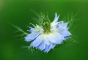 Damascena: Love-in-a-mist
