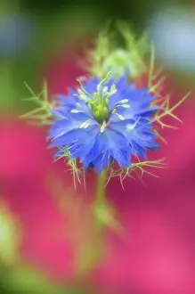 Damascena: Love-in-a-mist