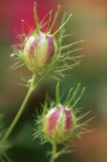 Damascena: Love-in-a-mist