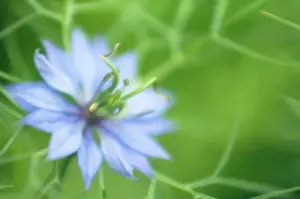Damascena: Love-in-a-mist