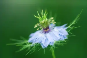 Exquisite: Love-in-a-mist