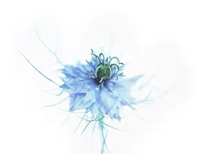 Damascena: Love-in-a-mist