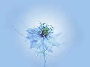 Damascena: Love-in-a-mist