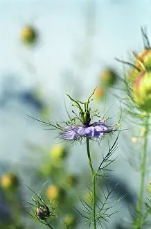 Damascena: Love-in-a-mist